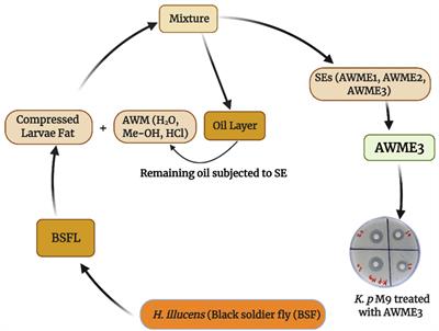 Bacterial Outer Membrane Permeability Increase Underlies the Bactericidal Effect of Fatty Acids From Hermetia illucens (Black Soldier Fly) Larvae Fat Against Hypermucoviscous Isolates of Klebsiella pneumoniae